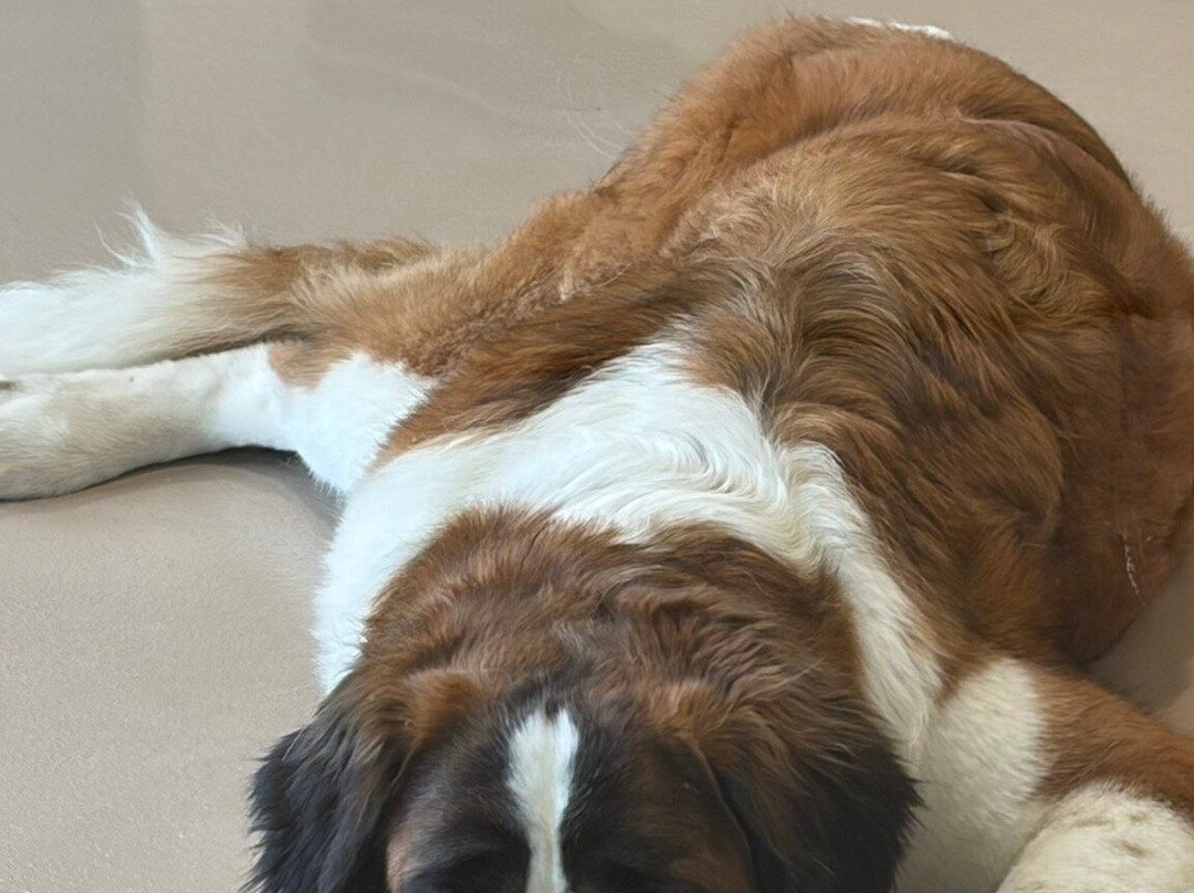 Barryland - Musée Et Chiens Du St-bernard-马蒂尼必去景点