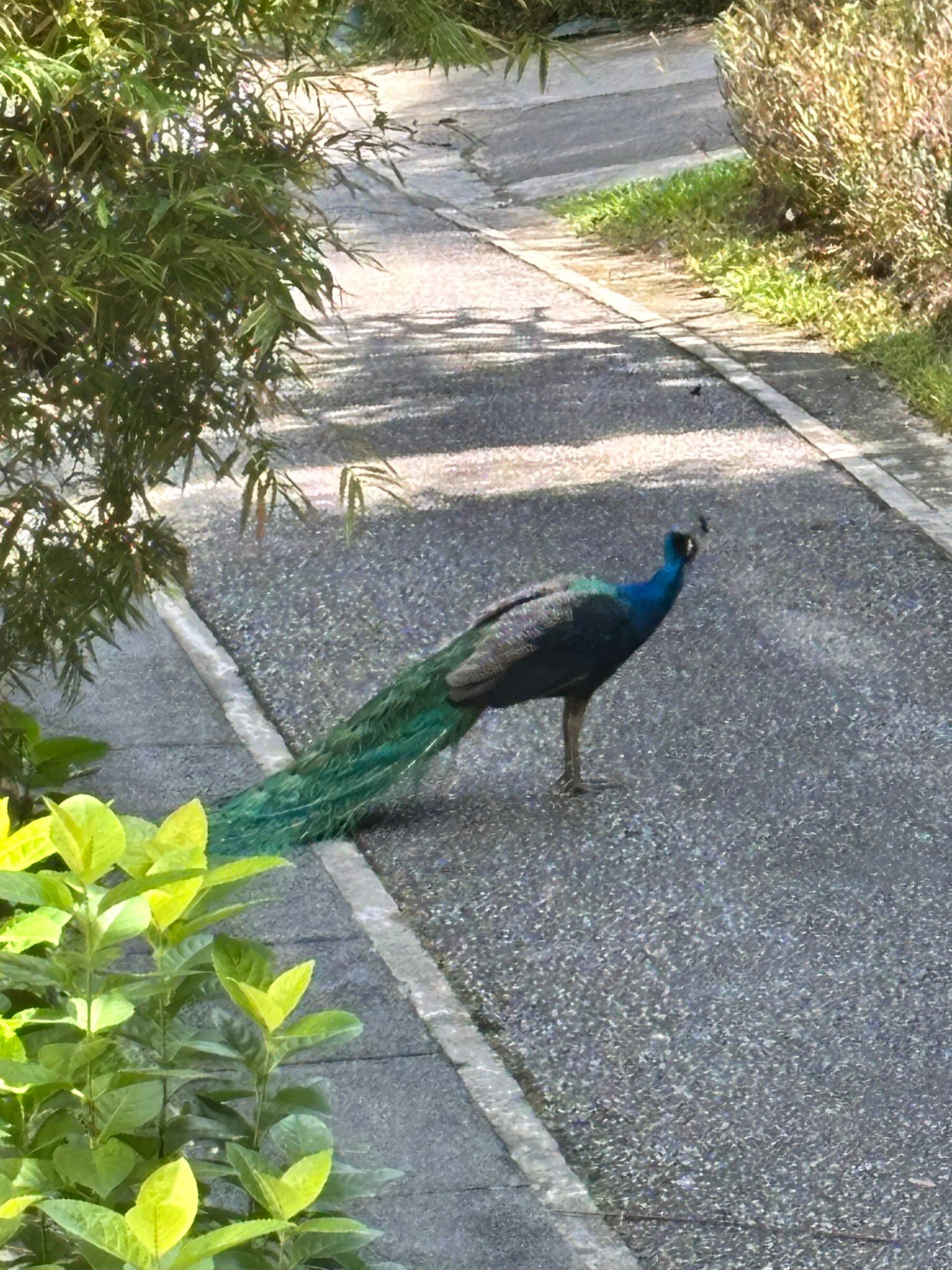 新加坡圣淘沙百富大酒店-官方