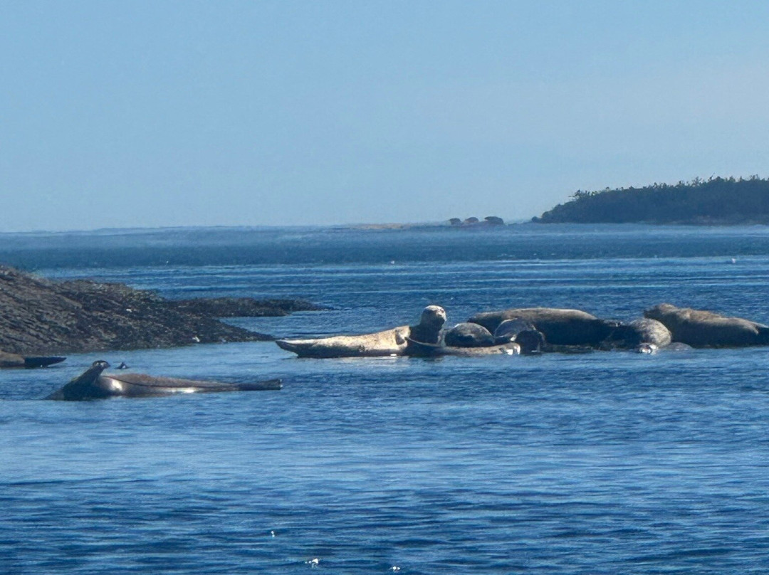 Sea Quest Kayak Tours-星期五港湾必去景点