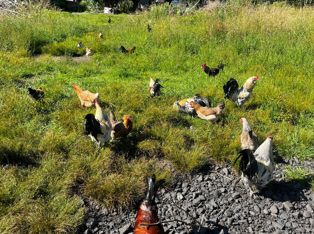 Awakeri Rail Adventures-法卡塔尼必去景点