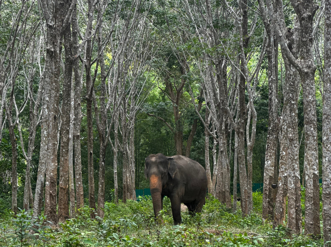 Lanta Island Elephant Lover-Khlong Hin必去景点