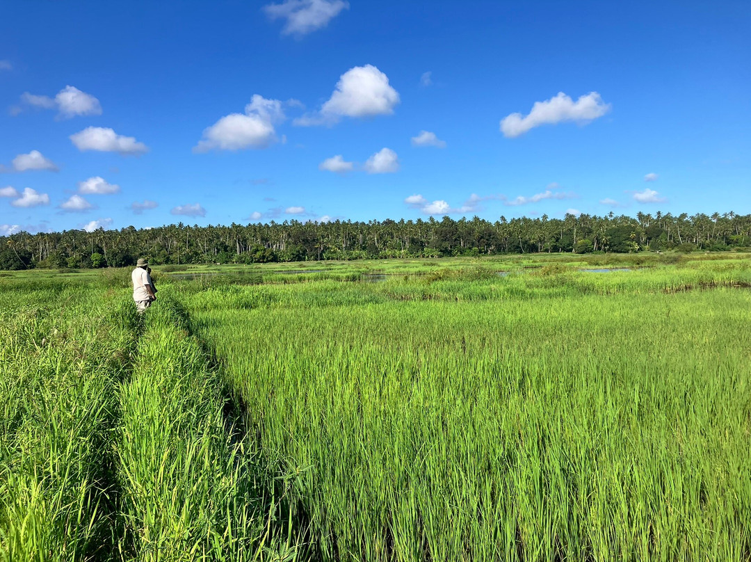 Birdwatching Zanzibar-桑给巴尔市必去景点