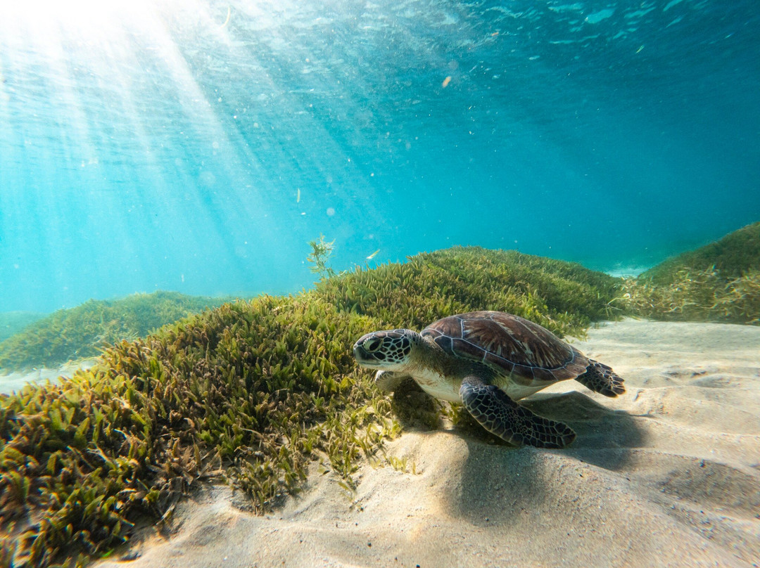 Petit Anse-Les Anses d'Arlet必去景点