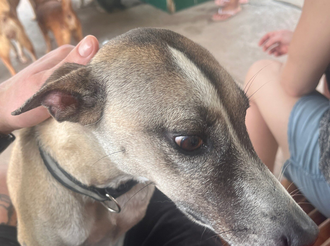 Moalboal Animal Welfare-莫阿尔博阿尔必去景点