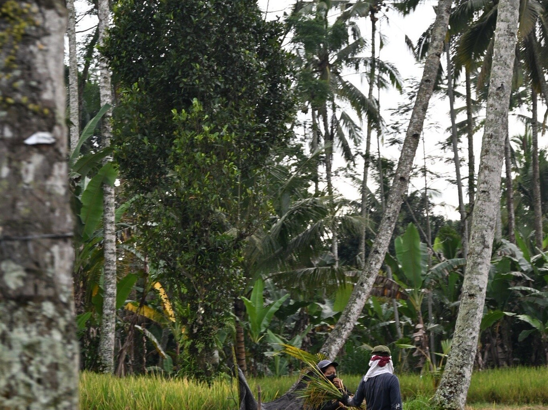 Green Bikes Bali-达巴南必去景点