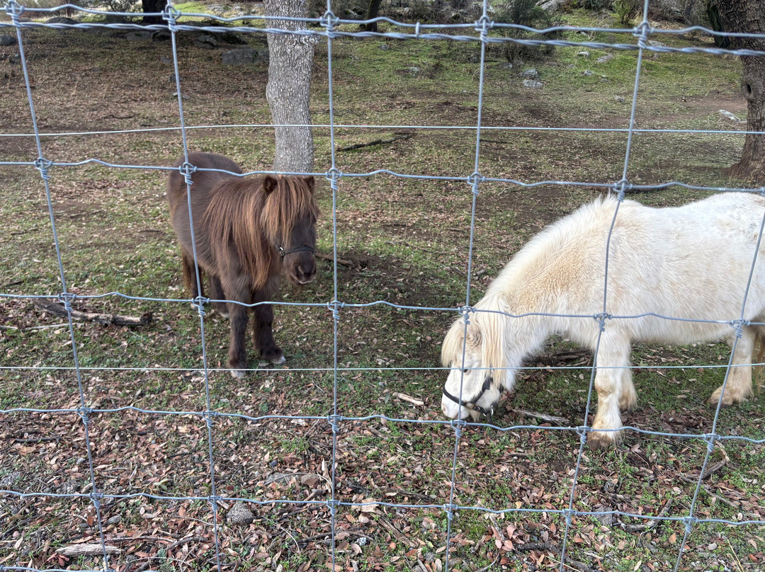 Lions, Tigers & Bears-Alpine必去景点