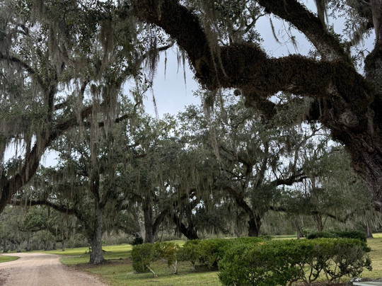 Jungle Gardens-Avery Island必去景点