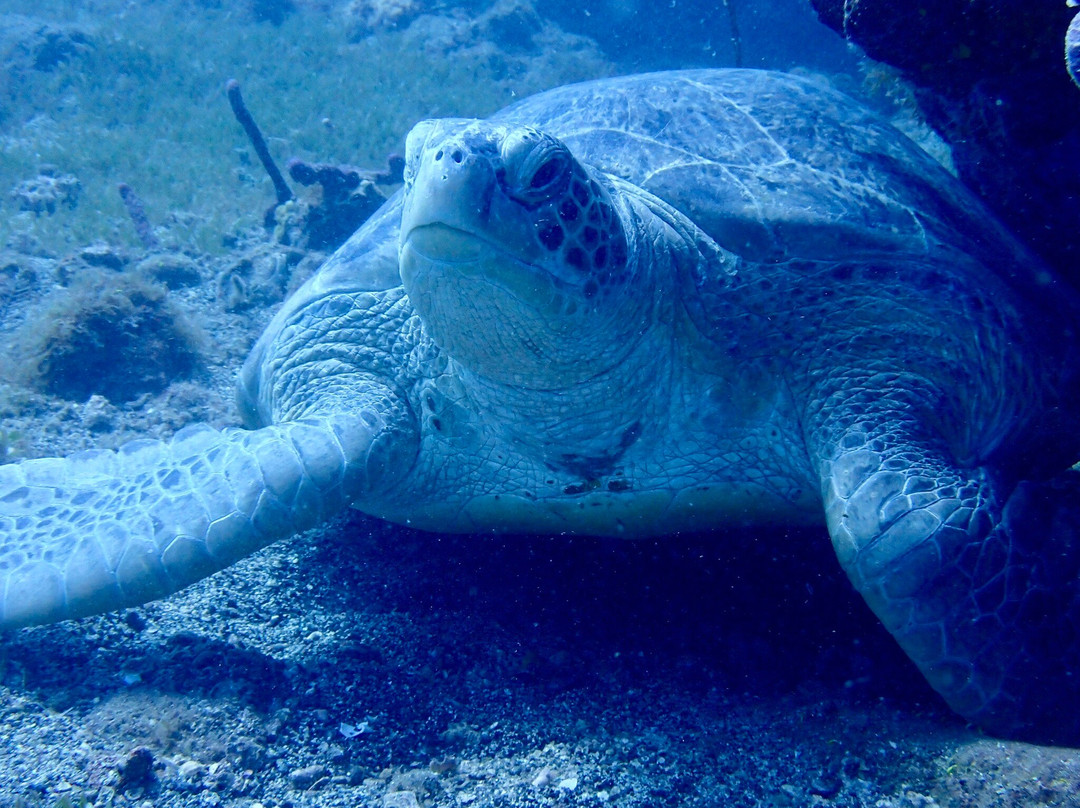 Infini Plongee-Basse-Terre必去景点