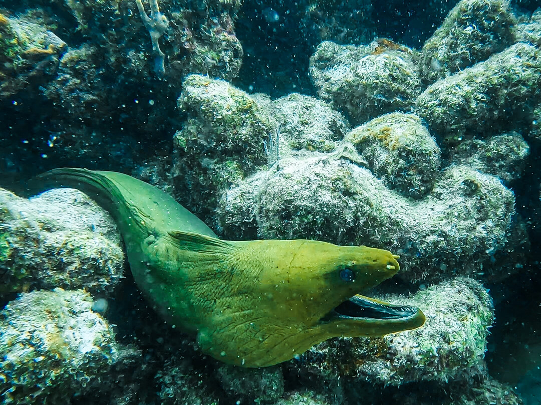 Captain Slate's SCUBA Adventures-Tavernier必去景点