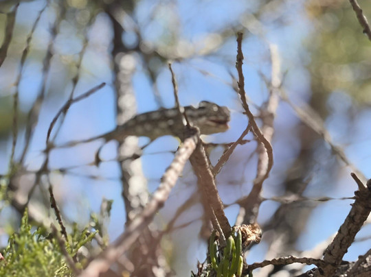 Għadira Nature Reserve-梅雷赫必去景点