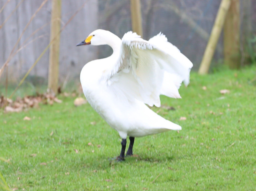 WWT Washington Wetland Centre-Washington必去景点