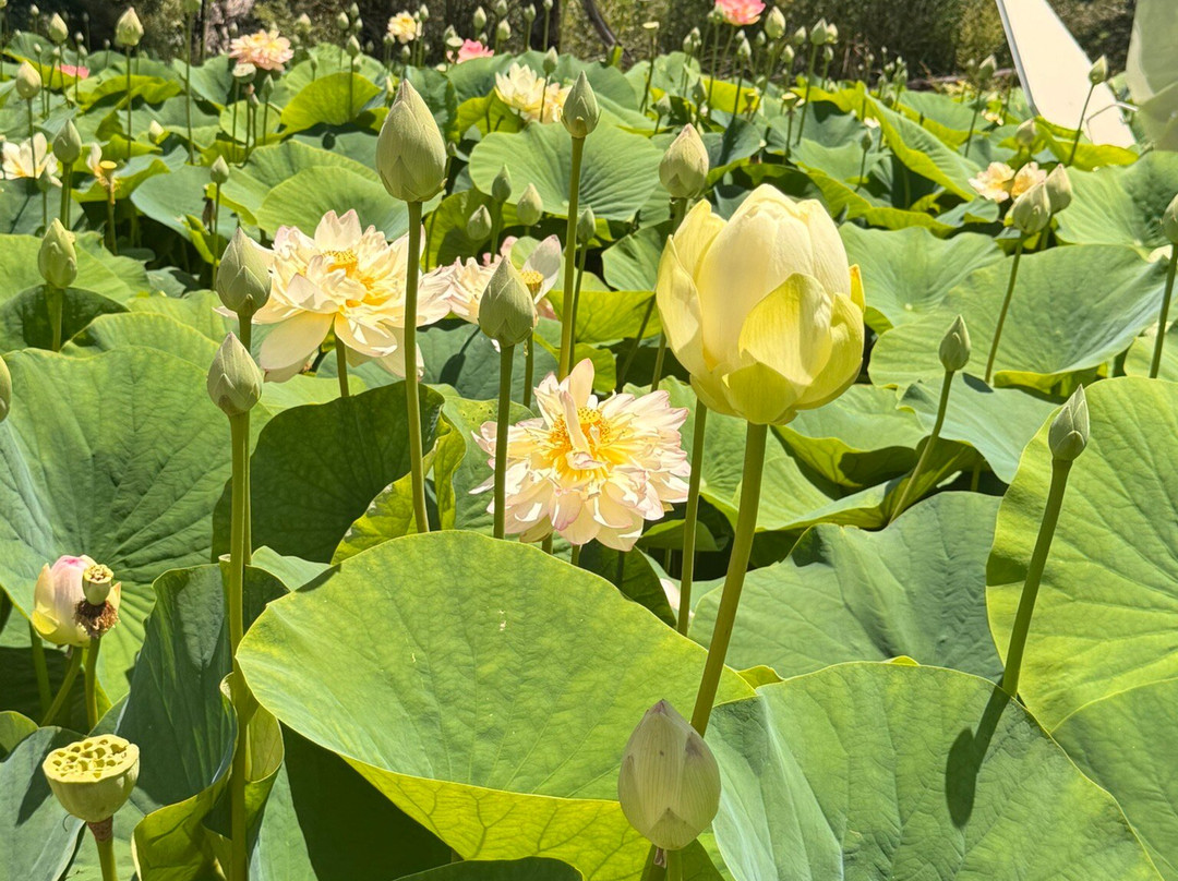 Blue Lotus Water Garden-Yarra Junction必去景点