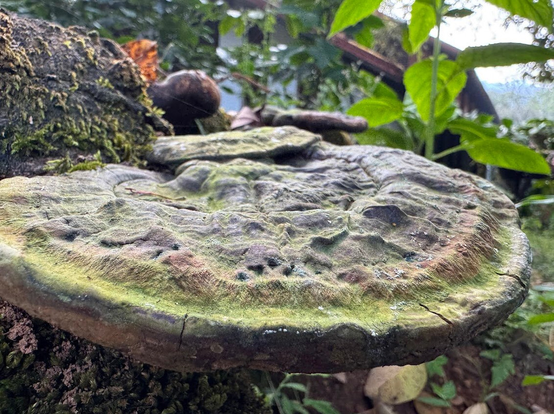 Vythiri Mist Resort主图