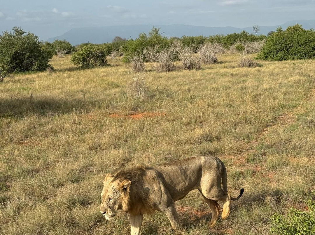 Malik Safari-马林地必去景点