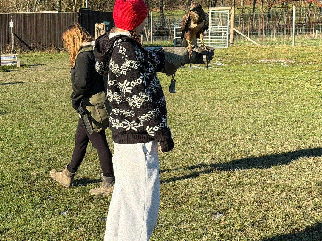 UK Owl And Raptor Centre-Groombridge必去景点