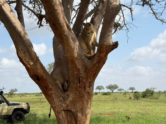 Safari Kenya Con Barbagianni-瓦塔木必去景点