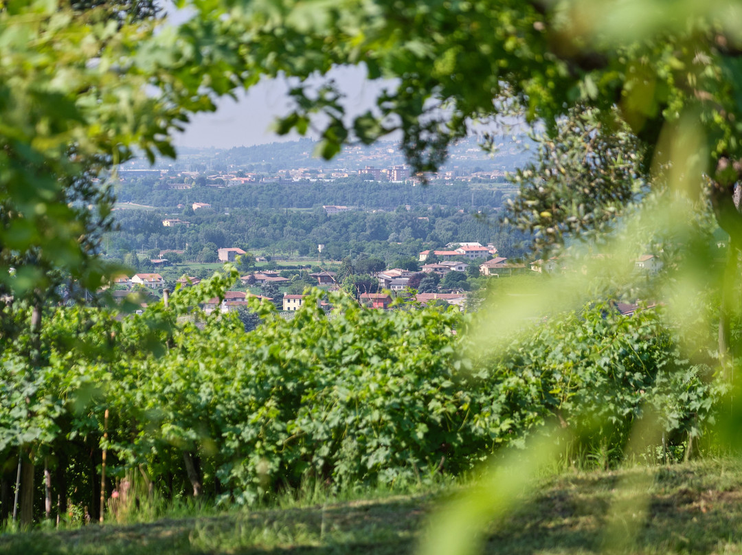 Luciano Arduini Winery