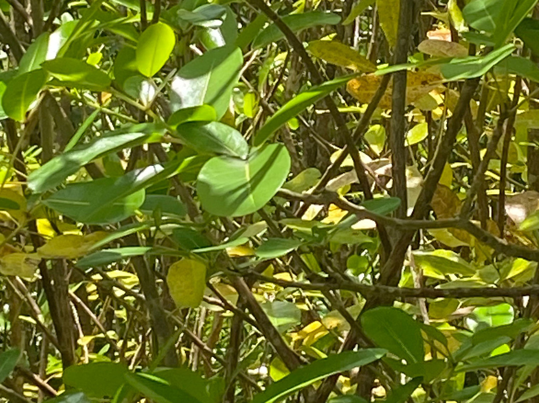 Grande Montagne Nature Reserve-罗德里格斯岛必去景点