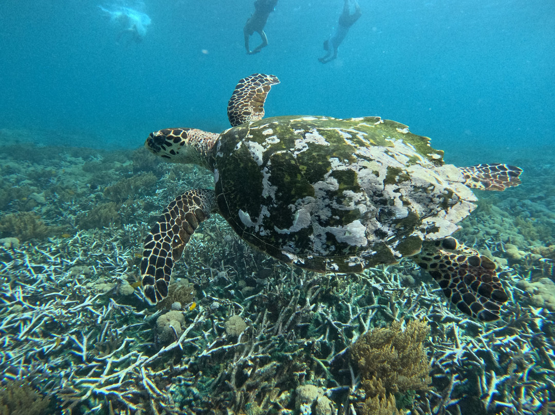 INDO COMPASS BALI-珀尼达岛必去景点