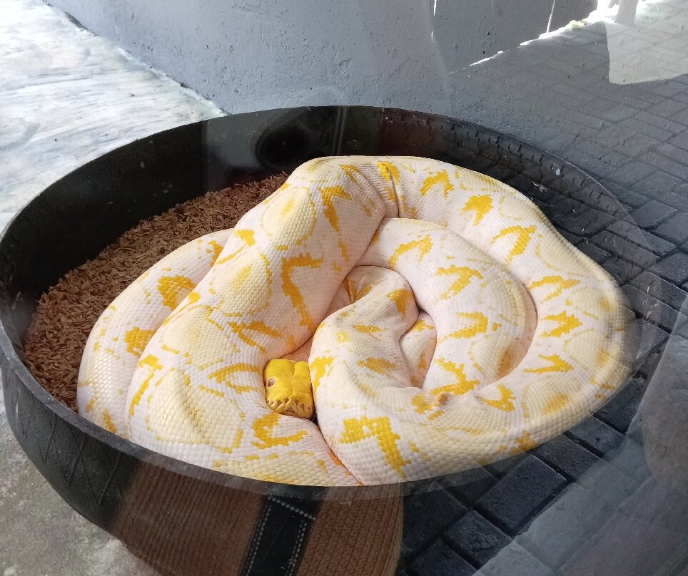 Pure Venom Reptile Park-Shelly Beach必去景点