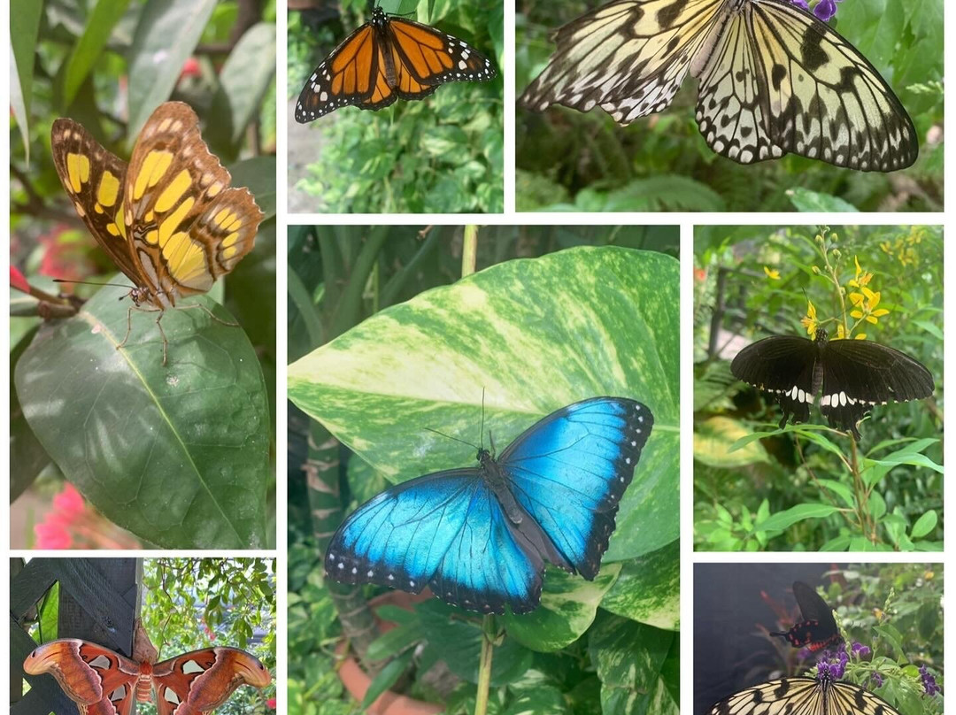 The Butterfly Farm-奥腊涅斯塔德必去景点