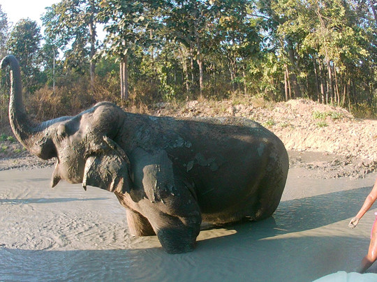 Maerim Elephant Sanctuary-夜林必去景点