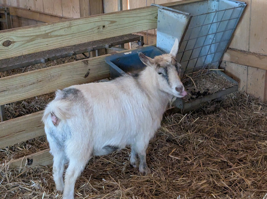 Georgia - Vich Farm-达拉斯必去景点