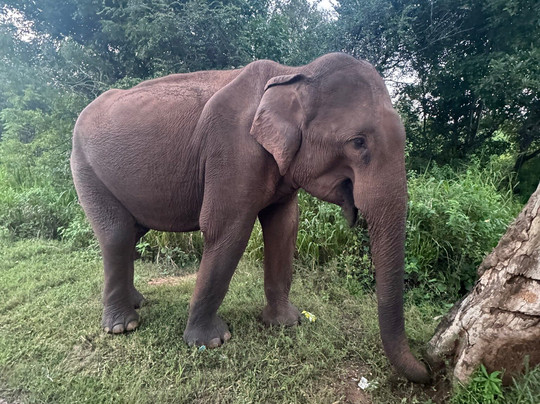 Safari Booking Sri Lanka-Hingurakgoda必去景点