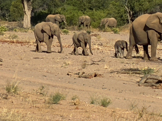 Twyfelfontein Elephant Drives-Palmwag必去景点