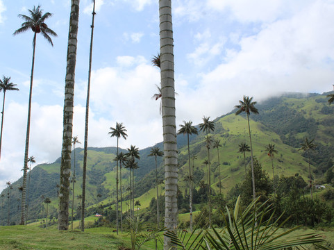 LAND SHARK TRAVEL-佩雷拉必去景点