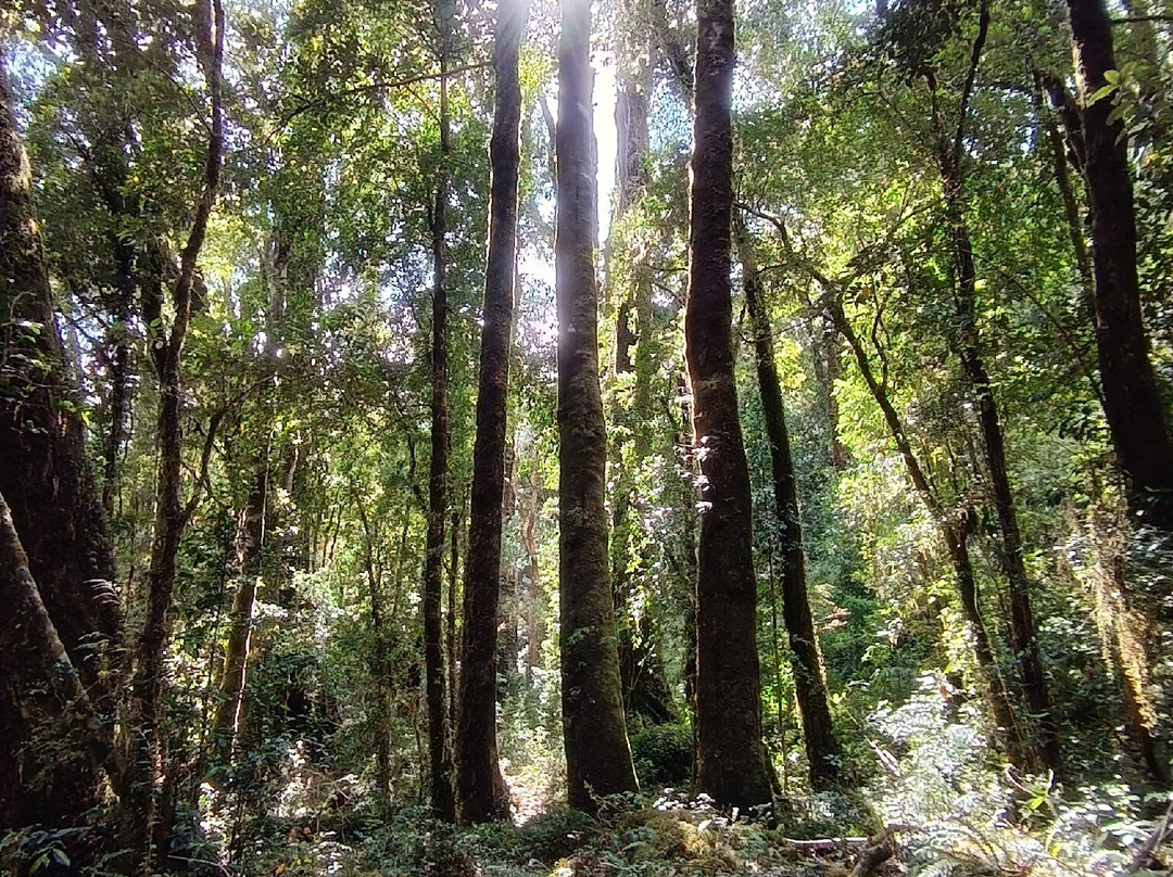 Parque Llenquimau-Puelo必去景点