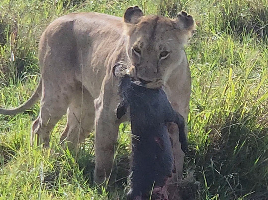 Travelcare Limited-内罗毕必去景点