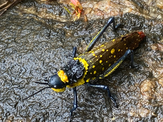 Kandy Trekking Tours-康提必去景点