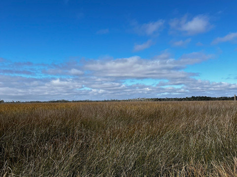 Lower Suwannee National Wildlife Refuge-锡达礁必去景点