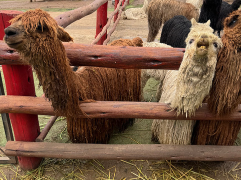 Surtrek-基多必去景点