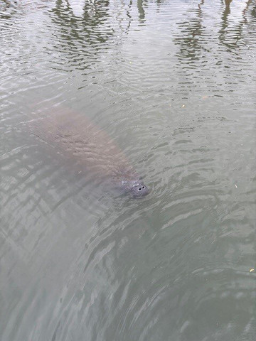 Manatee Center-匹尔斯堡必去景点