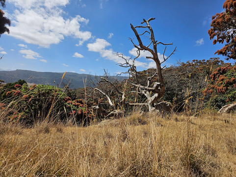 Bale Trek Ethiopia Tours