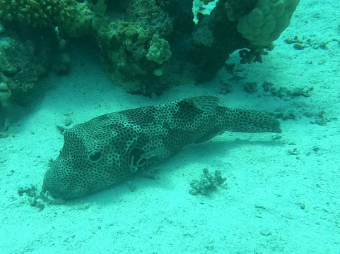 Ducks Diving Safaga-Safaga必去景点