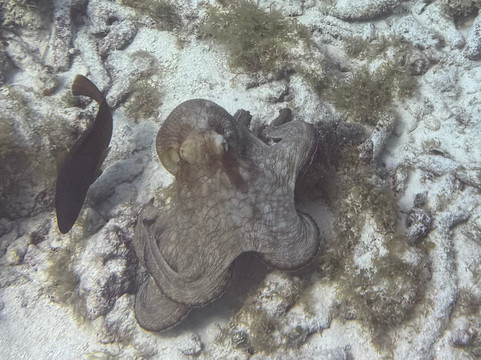 Red Sail Sports Aruba-奥腊涅斯塔德必去景点