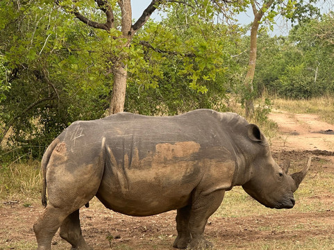 Ngoni Safaris Uganda-坎帕拉必去景点