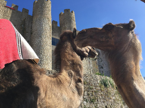 Grande Mercado Medieval de Obidos-奥比都斯必去景点