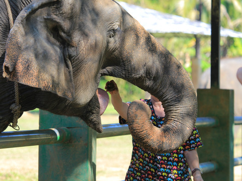 Kanta Elephant Sanctuary-清迈必去景点