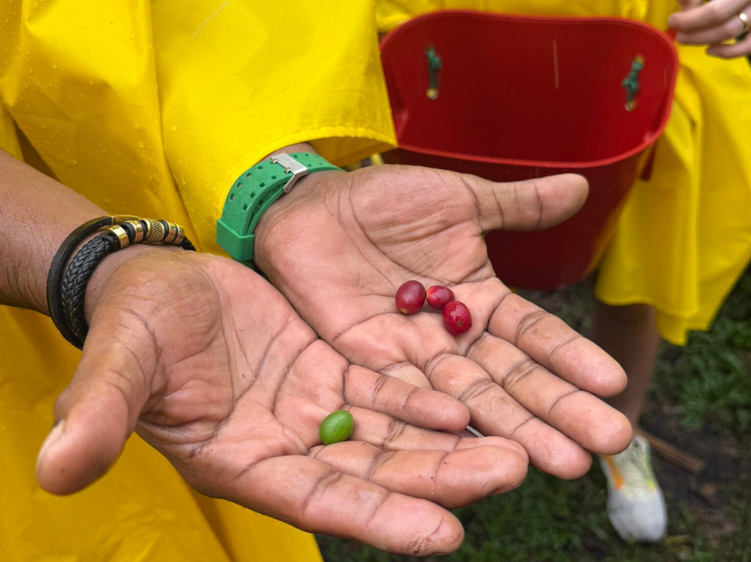 Medellin Coffee Farm Tour-麦德林必去景点