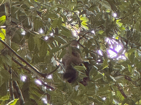 Tree Chocolate Tour-Upala必去景点