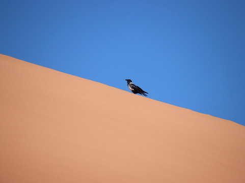 Skeleton Coast Safaris (with the Schoeman Family)-温德和克必去景点