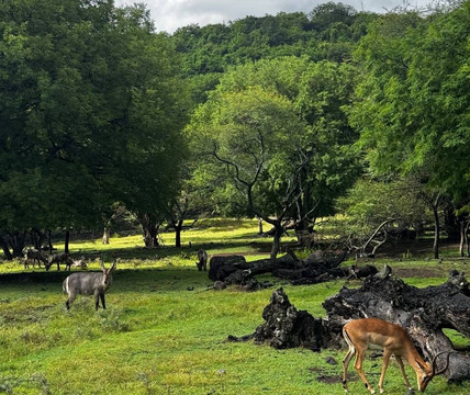 Safari Adventures-Cascavelle必去景点