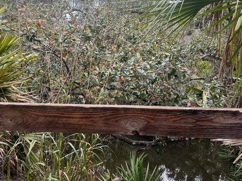 Oscar Scherer State Park-Osprey必去景点