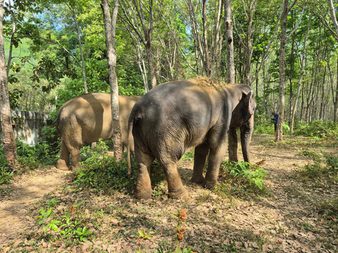 Lanta Island Elephant Lover