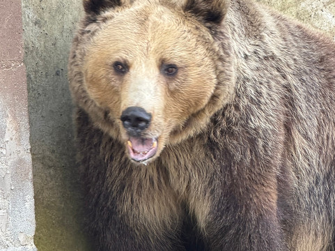 Parco Zoo di Poppi-波皮必去景点