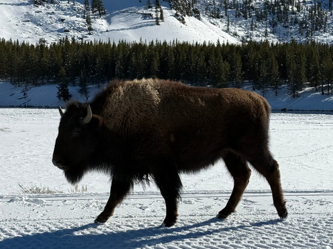 Two Top Snowmobile Rentals and Tours-西黄石镇必去景点